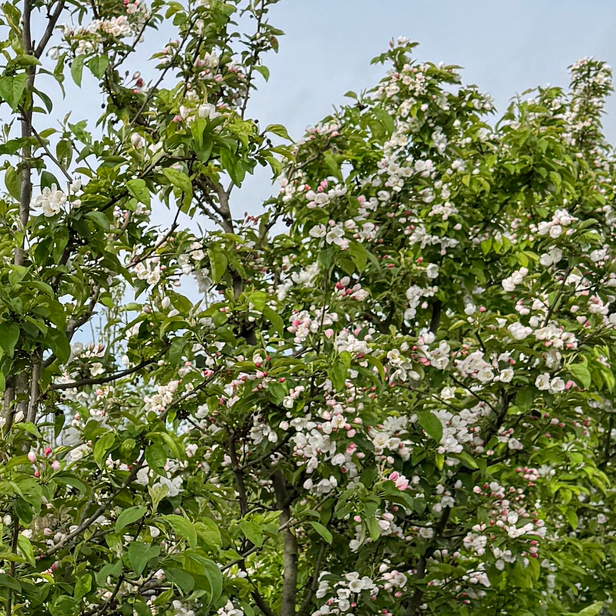 Malus x 'Donald Wyman' (pink-white)