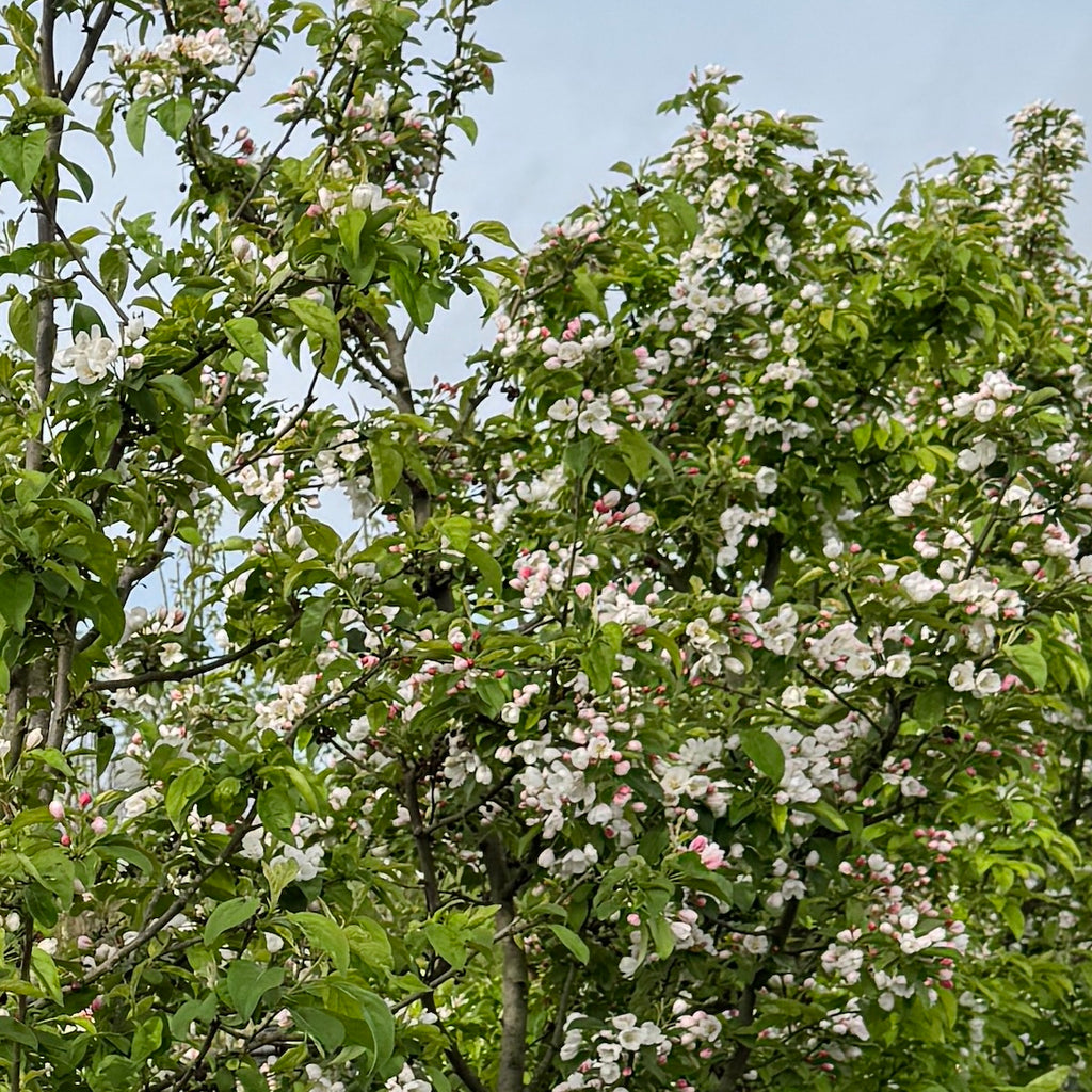 Malus x 'Donald Wyman' (pink-white) (CG)