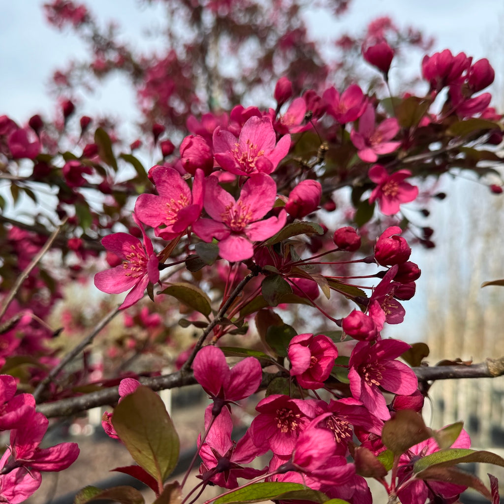 Malus x 'Prairifire' (double pink)