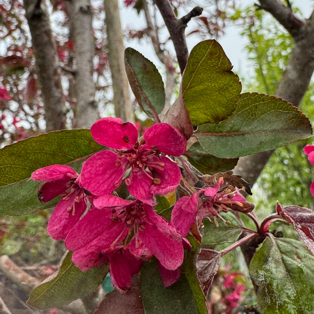 Malus x 'Purple Prince' PP84781 (red)