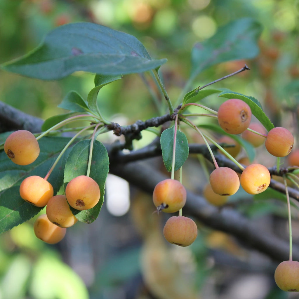 Malus x 'Snowdrift' (white)