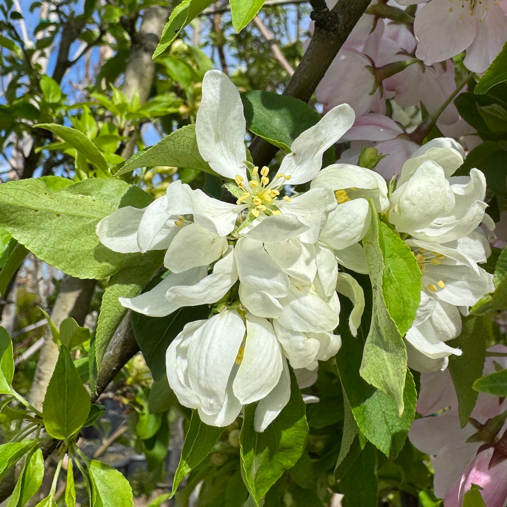 Malus x 'Spring Snow' PP2267 (white)