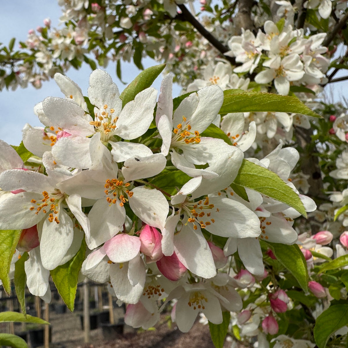 Malus x 'Sweet Sugar Tyme' ® (white)