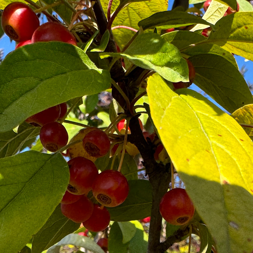 Malus x 'Zumi Calocarpa' (white)