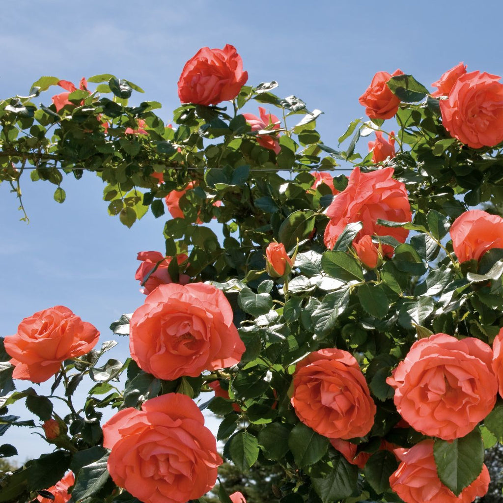 Rosa flor. Marmalade Skies™ PP12579 (orange)