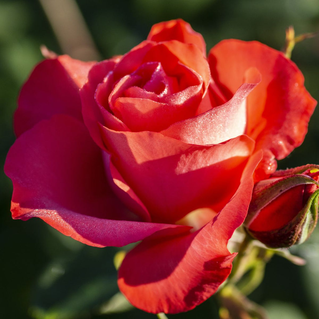 Rosa flor. 'Marmalade Skies'