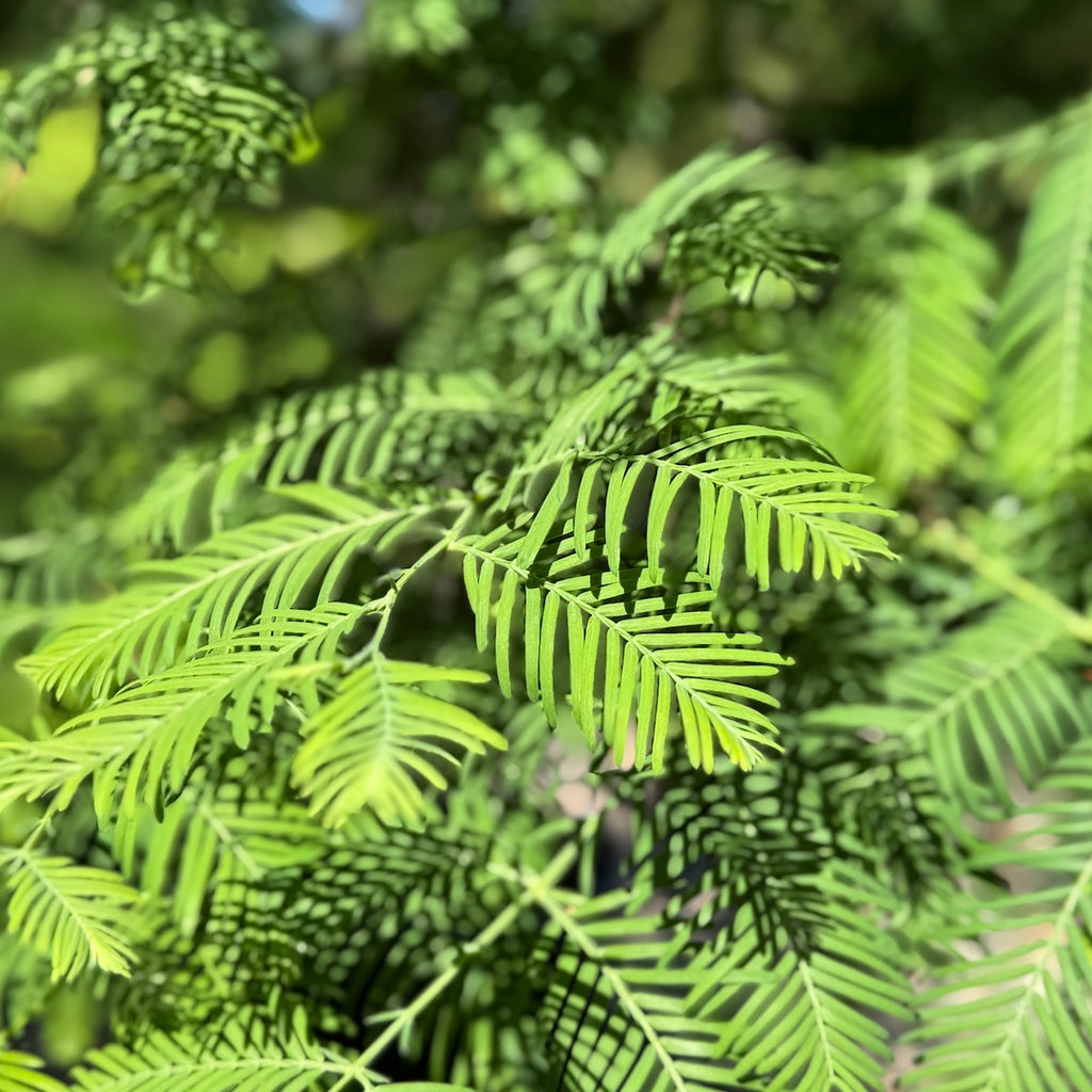 Metasequoia glyptostroboides