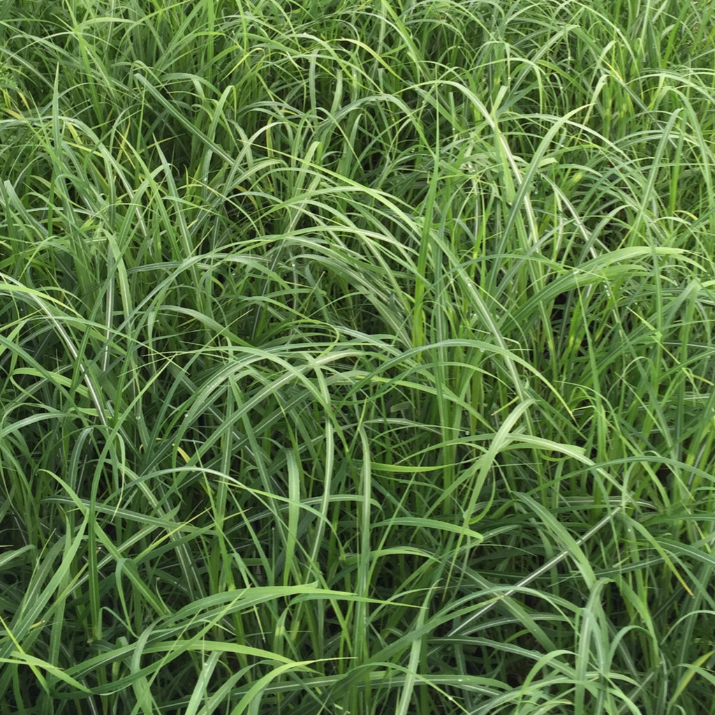 Grass, Miscanthus sin. 'Little Zebra'