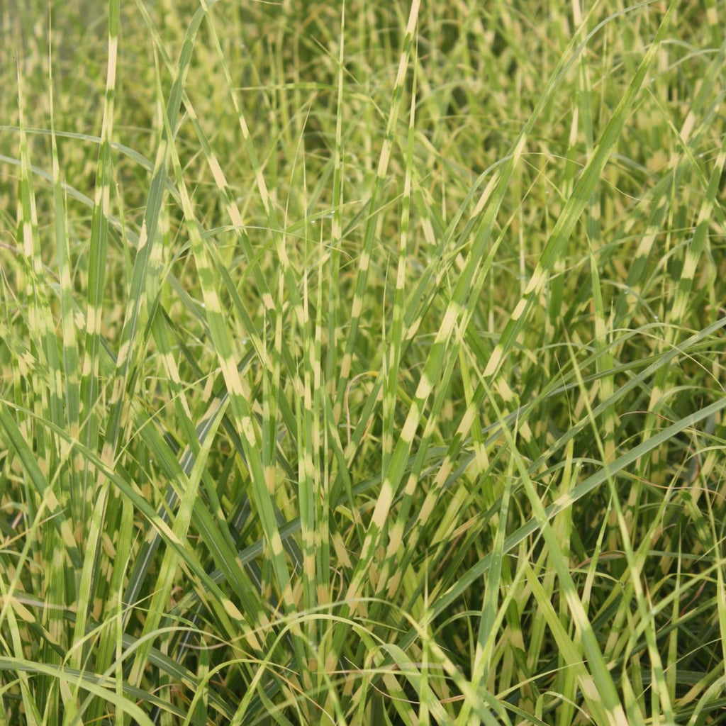 Grass, Miscanthus sin. 'Gold Bar' PP15193