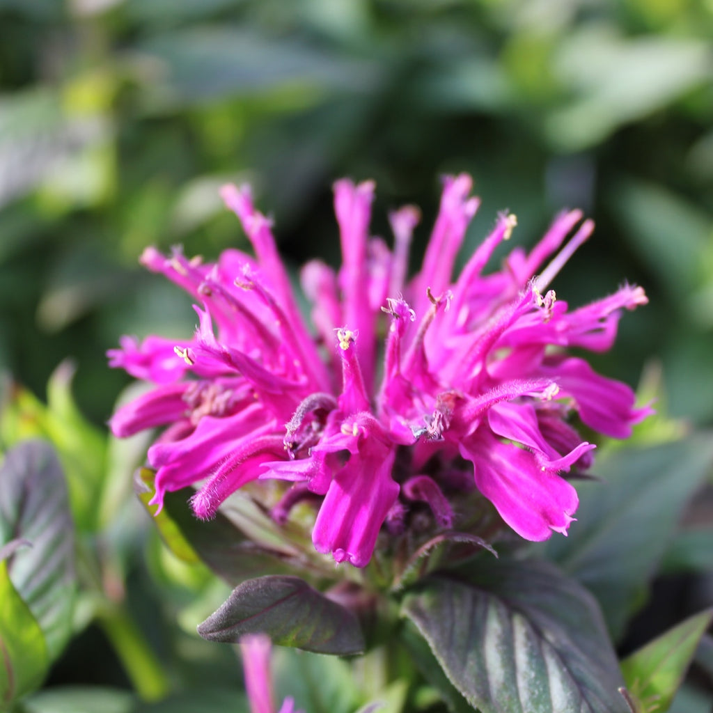 Monarda SUGAR BUZZ® 'Rockin Raspberry' PP28752
