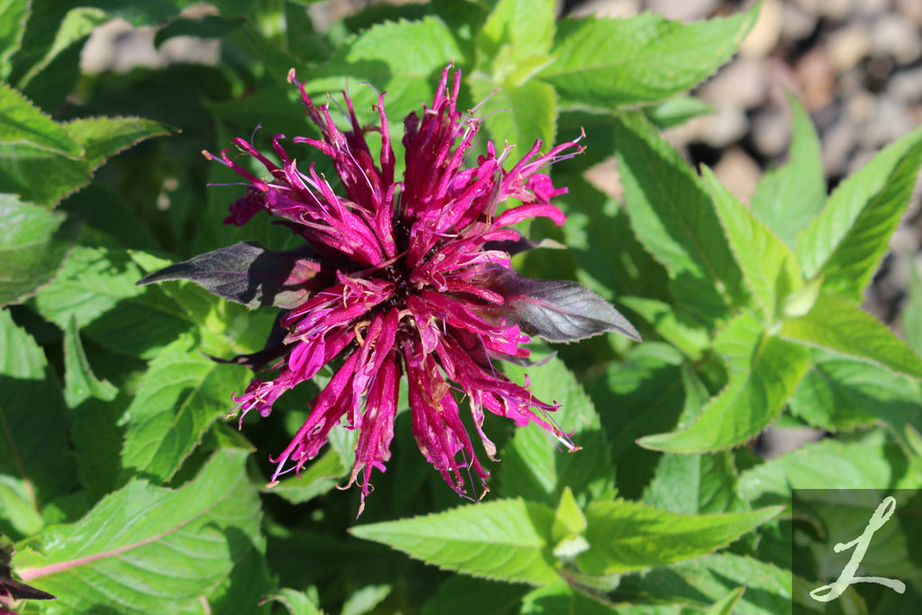 Monarda d. Balmy™ 'Purple'