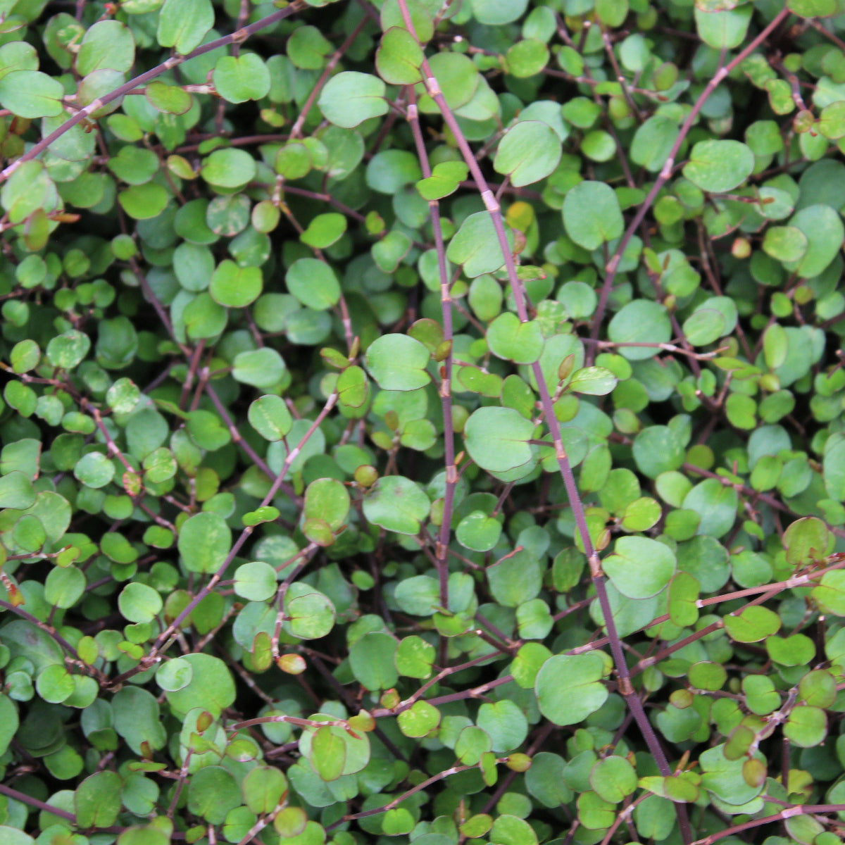 Groundcover, Muehlenbeckia complexa- 25 per flat