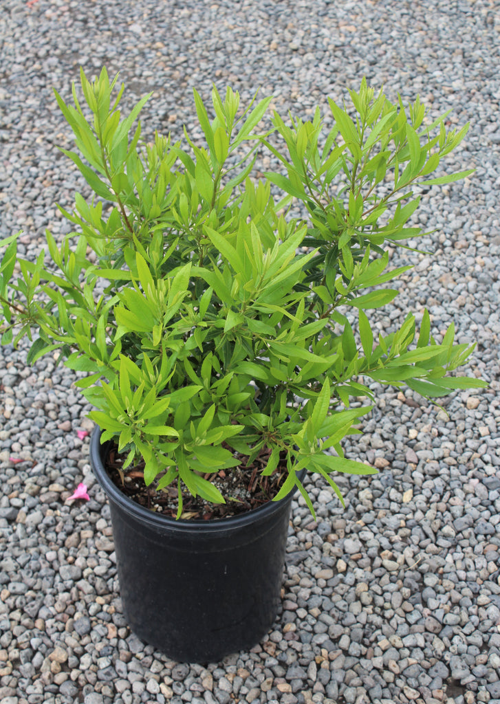 Myrica californica