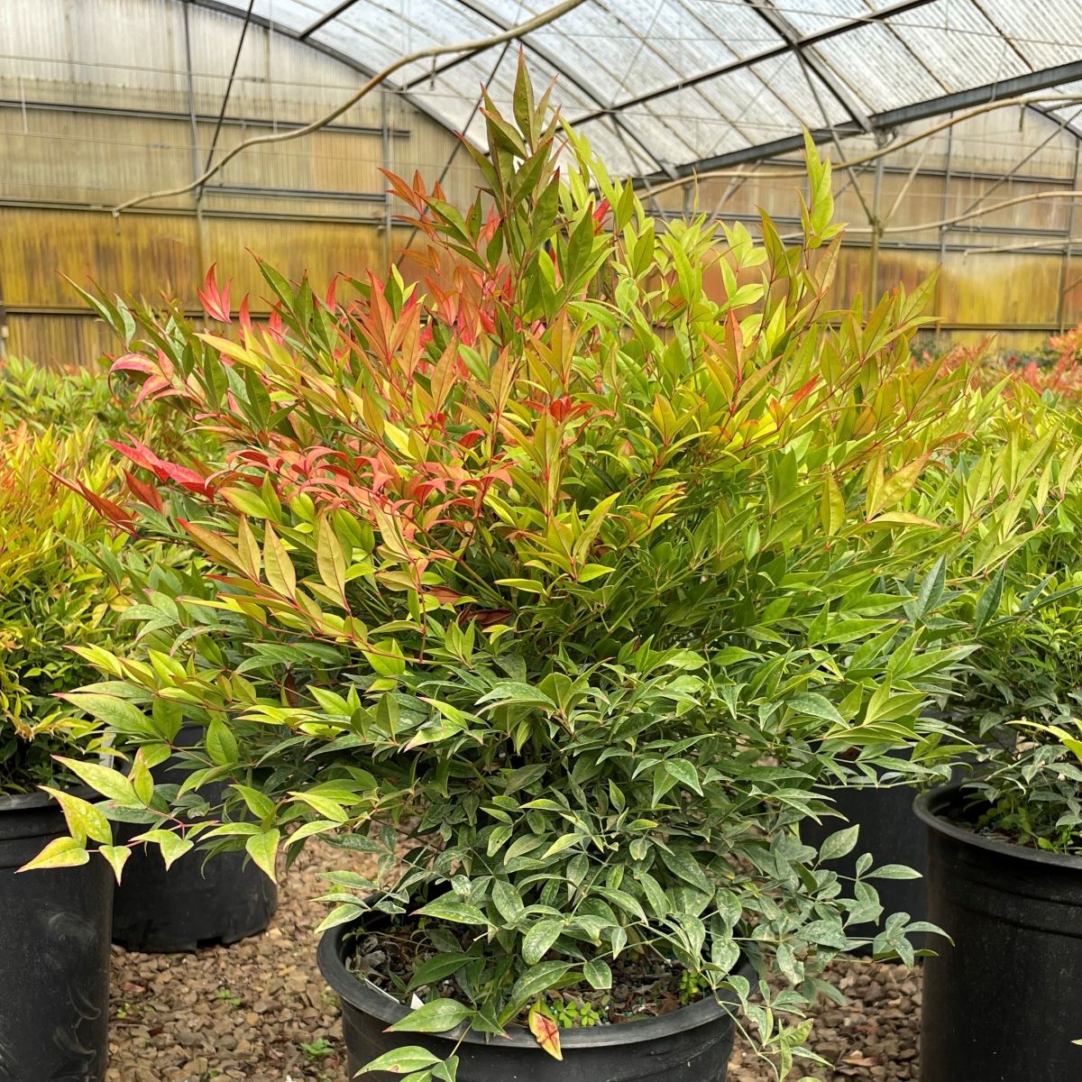 Nandina d. 'Moon Bay'