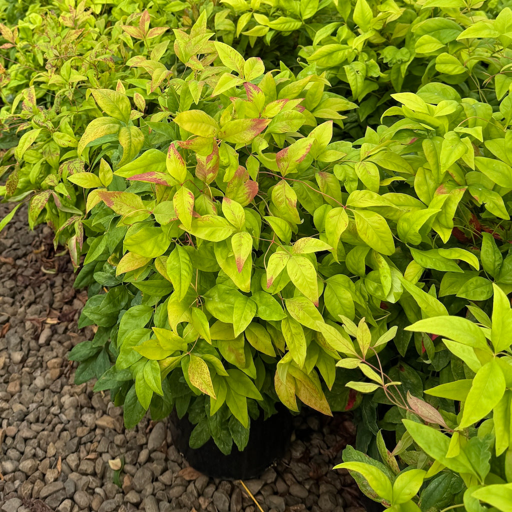 Nandina d. 'Atropurpurea Nana'