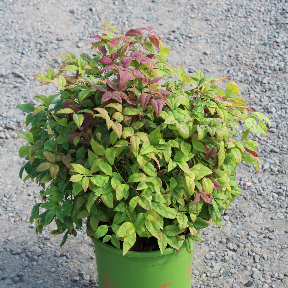 Nandina d. BLUSH PINK™ PP19916