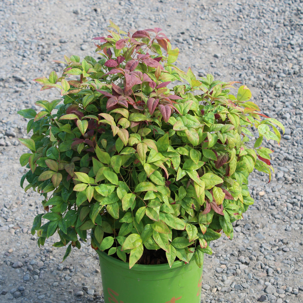 Nandina d. BLUSH PINK™ PP19916
