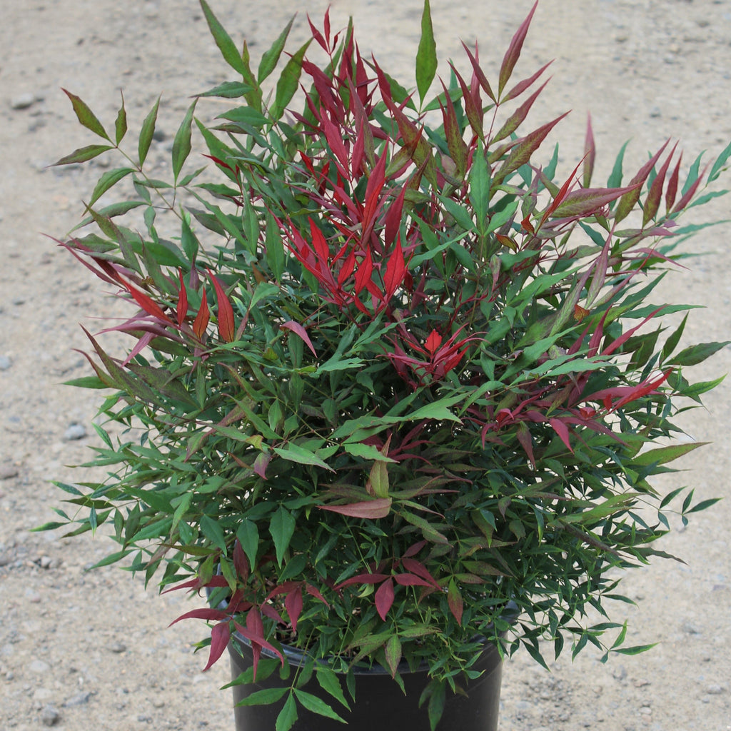 Nandina d. 'Burgundy Wine'