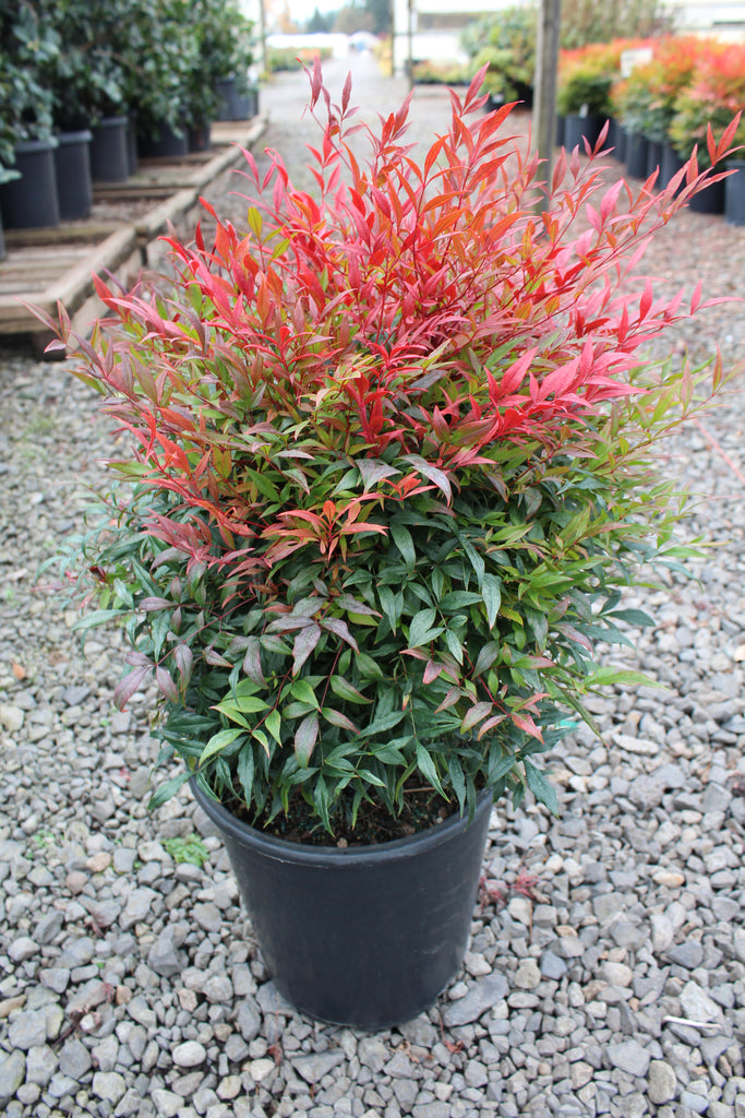Nandina d. 'Burgundy Wine'