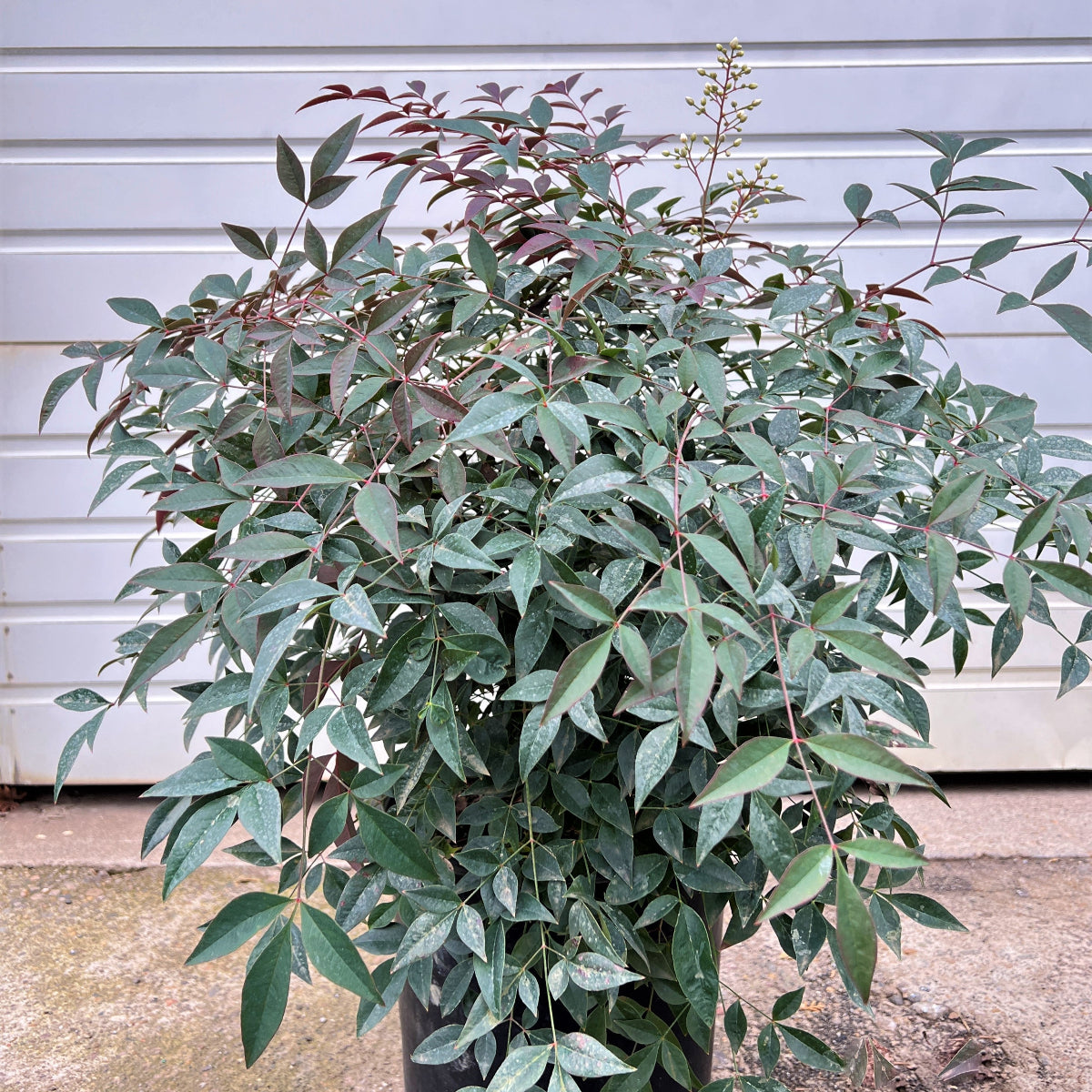 Nandina d. FLIRT™ PP21391