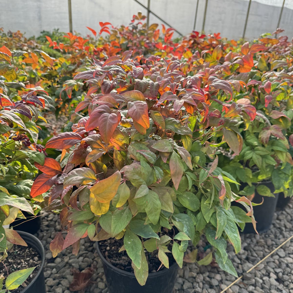 Nandina d. 'Fire Power'