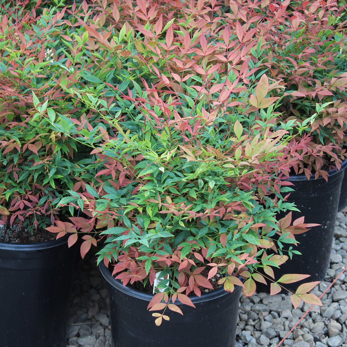 Nandina d. 'Gulf Stream'