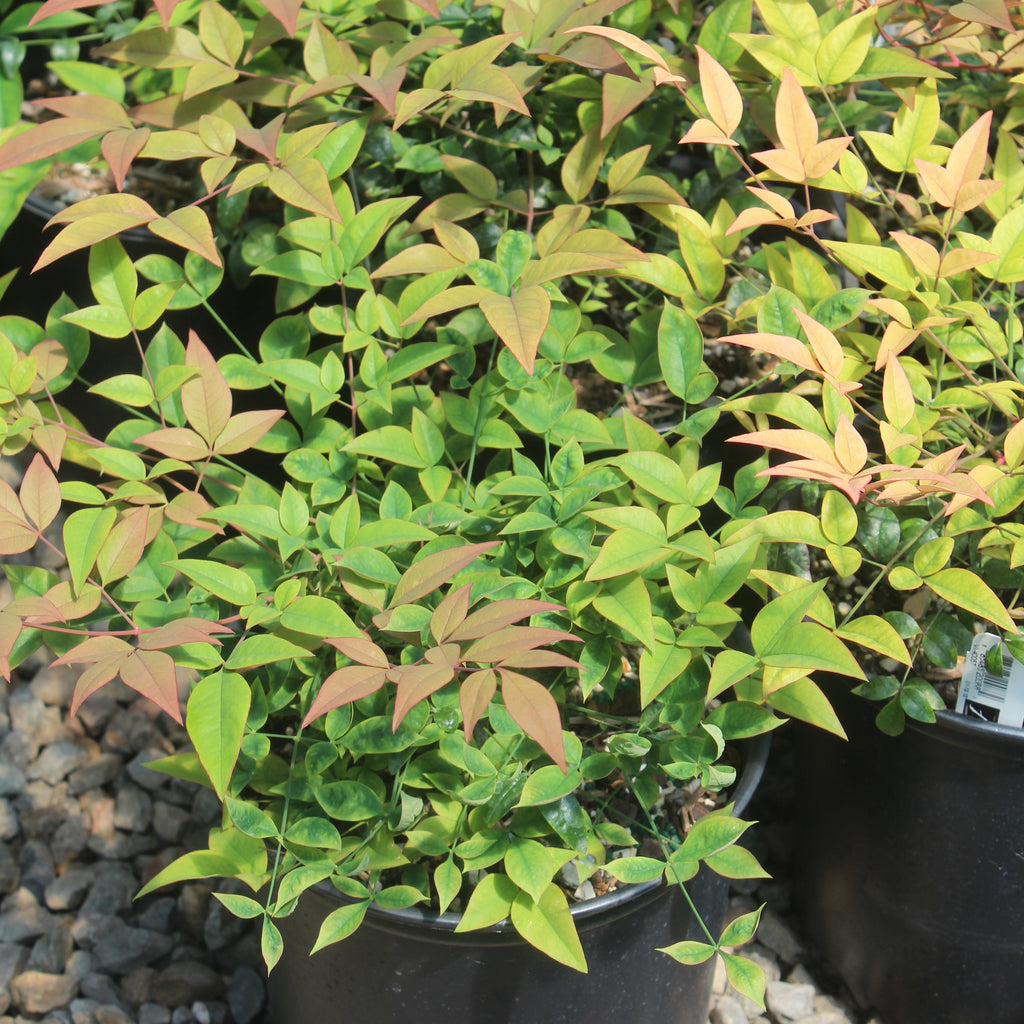Nandina d. 'Harbor Belle' PP14668