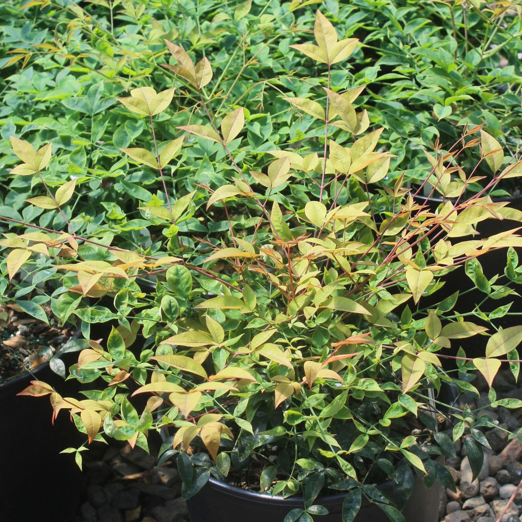 Nandina d. 'Harbour Dwarf'