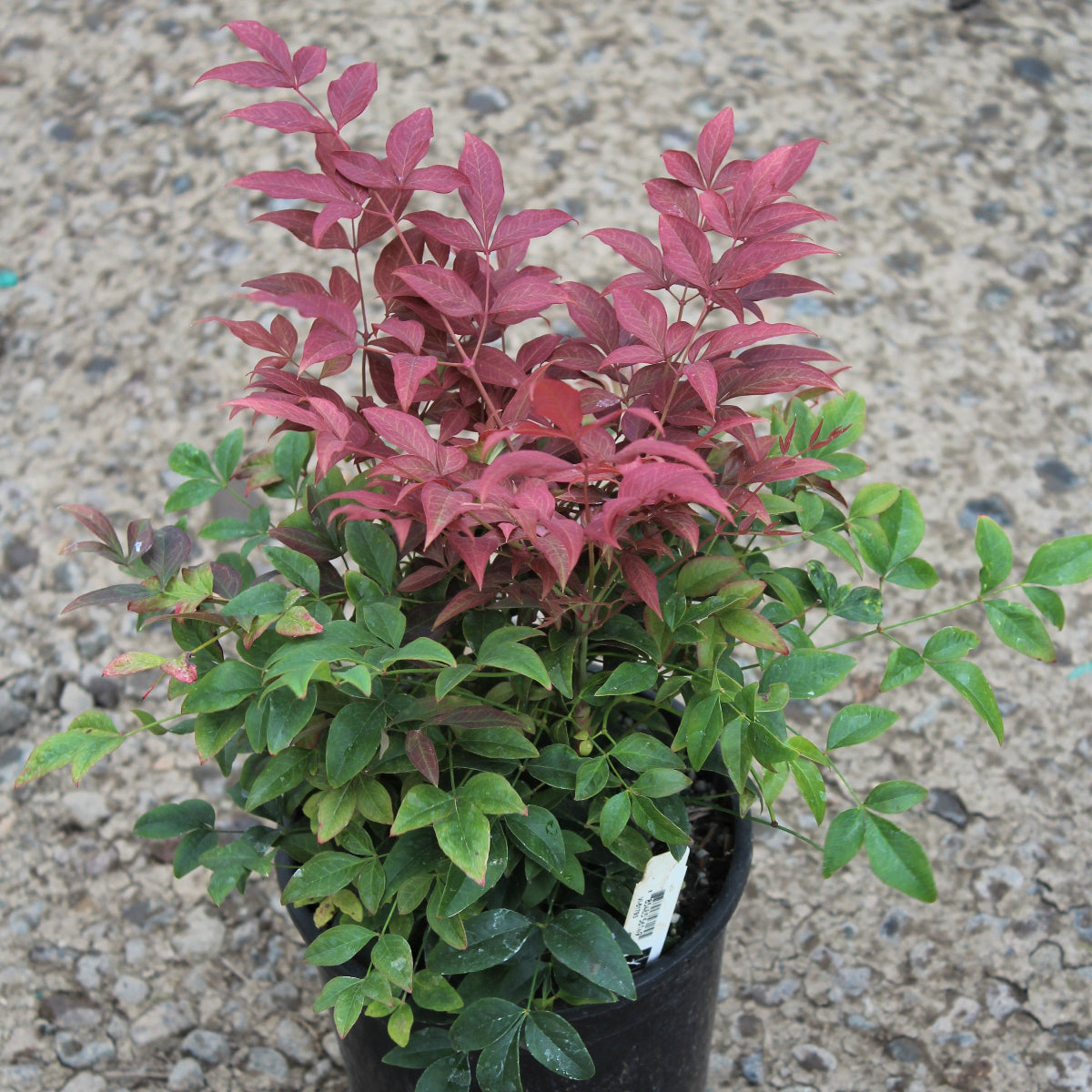 Nandina d. OBSESSION™ PP21891