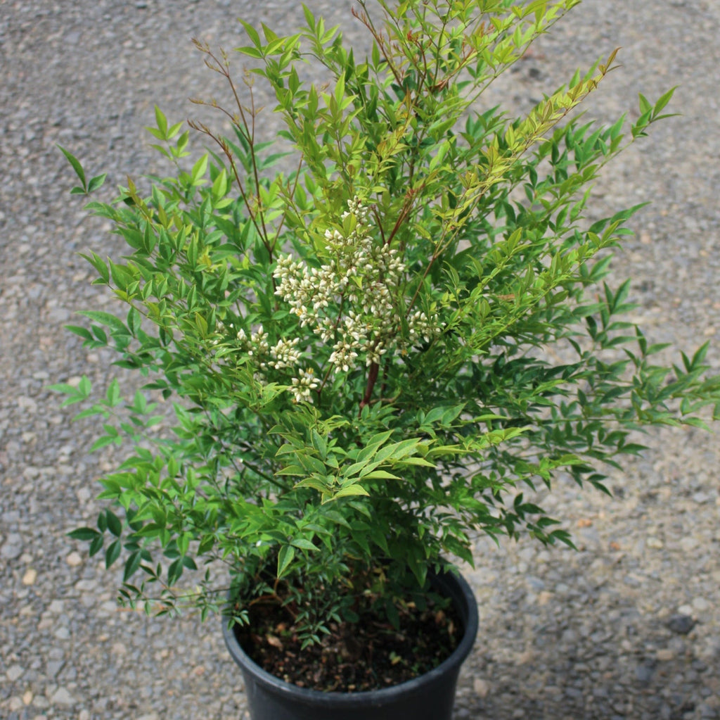Nandina d. 'Royal Princess'