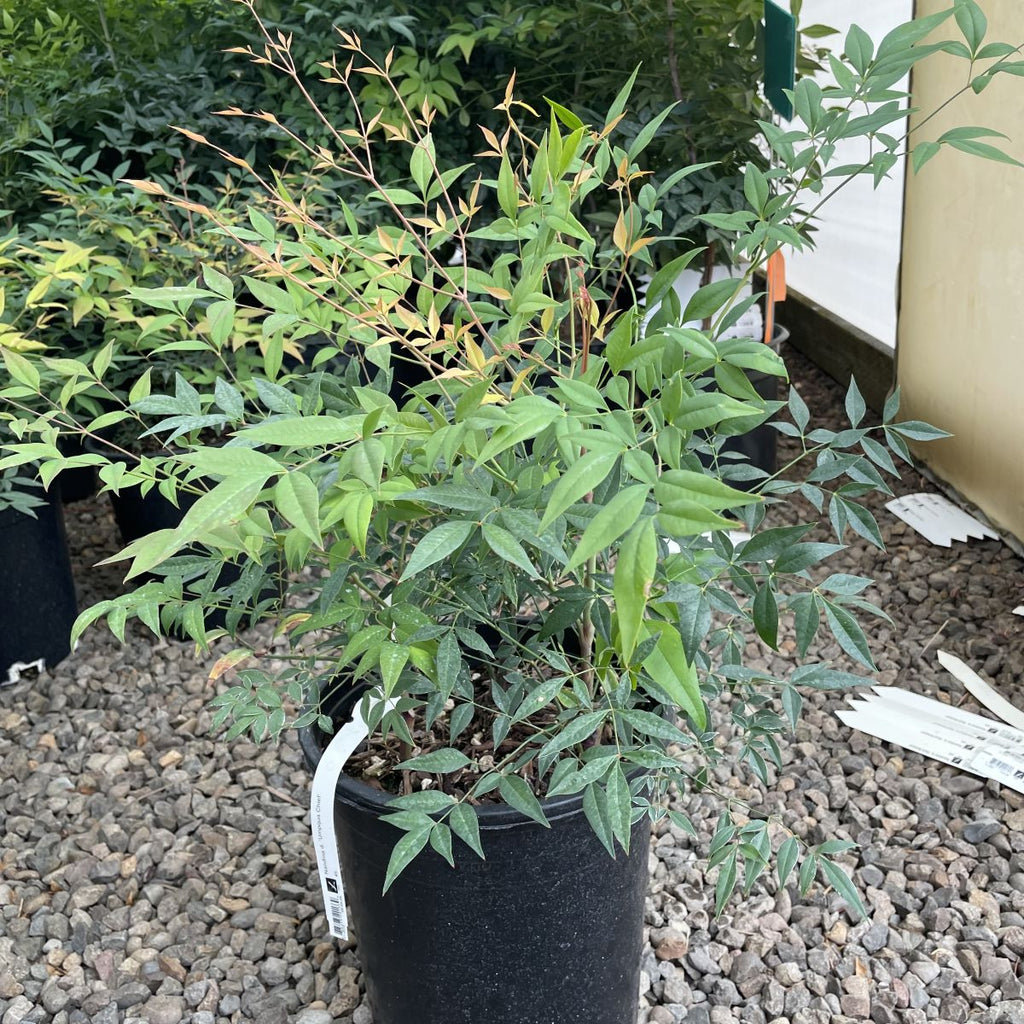 Nandina d. 'Umpqua Chief'