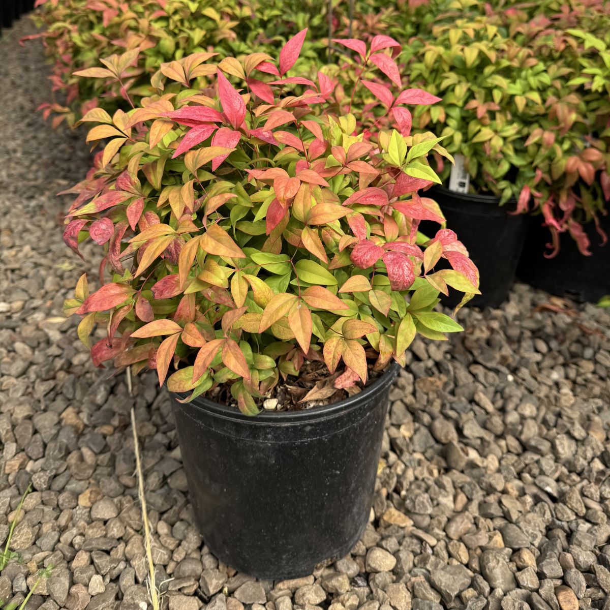 Nandina d. 'Wood's Dwarf'