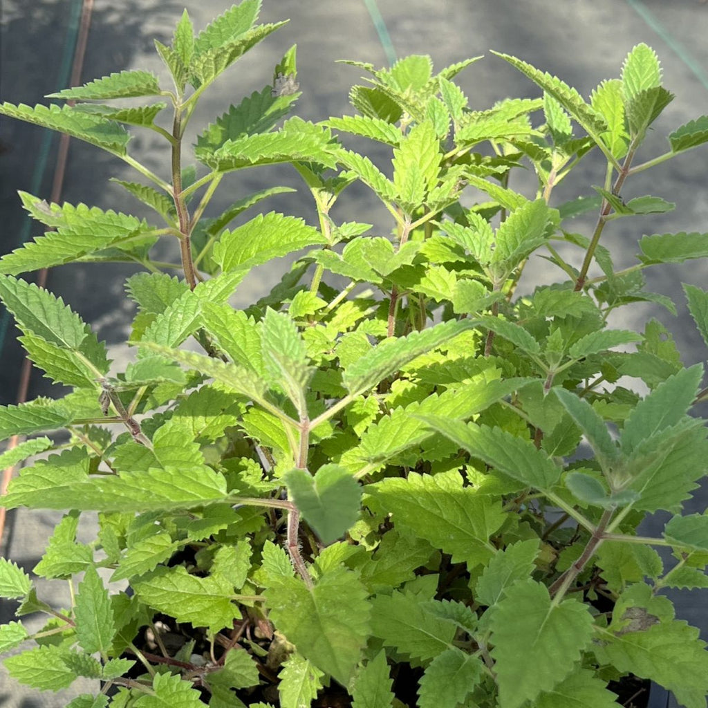 Nepeta 'Blue Dragon' PP22334