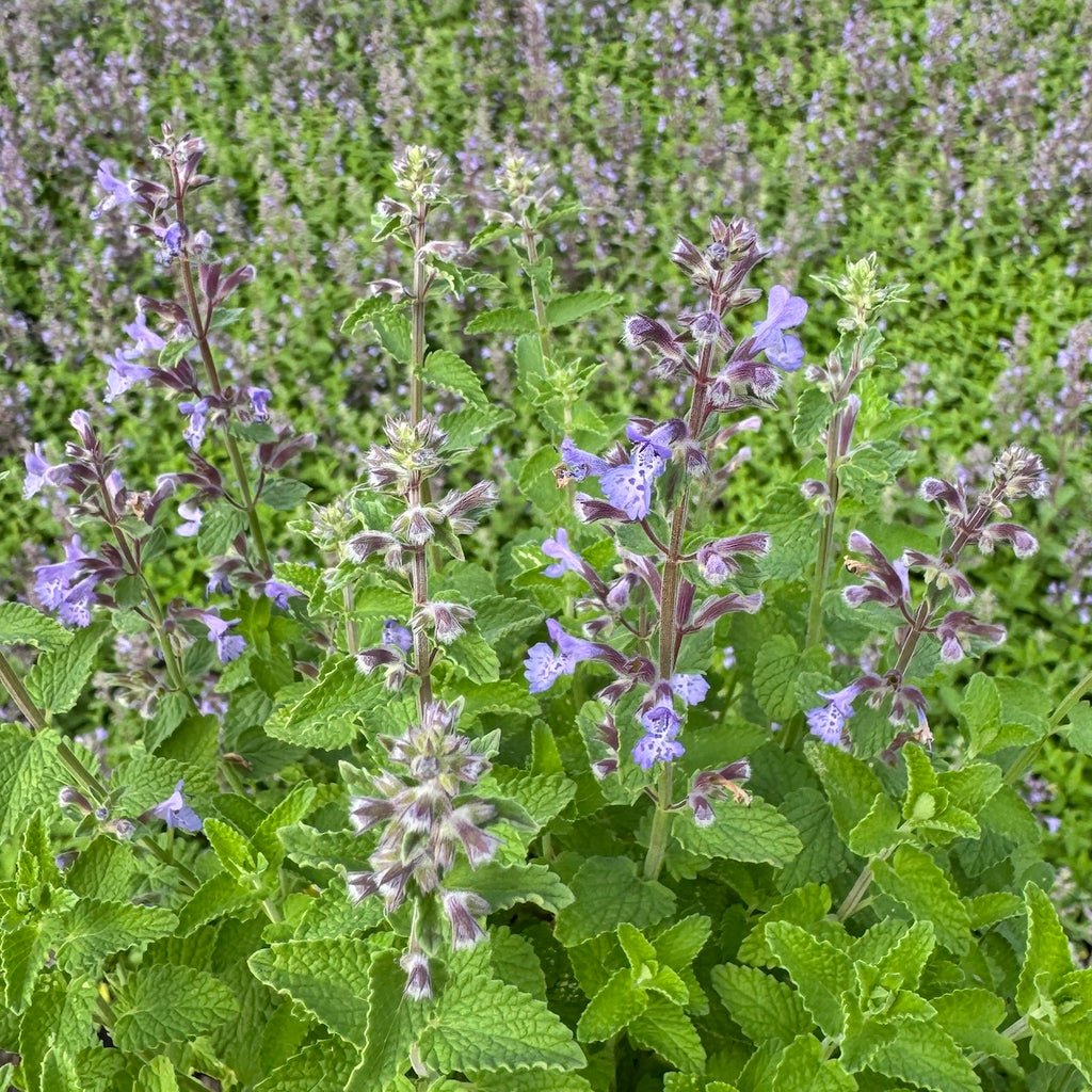 Nepeta 'Picture Purrfect'