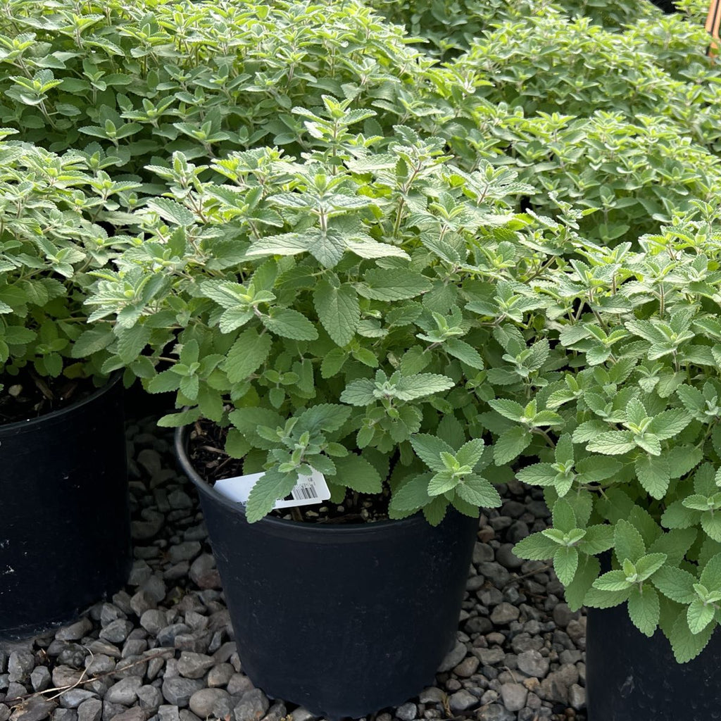 Nepeta faassenii Whispurr™ Blue