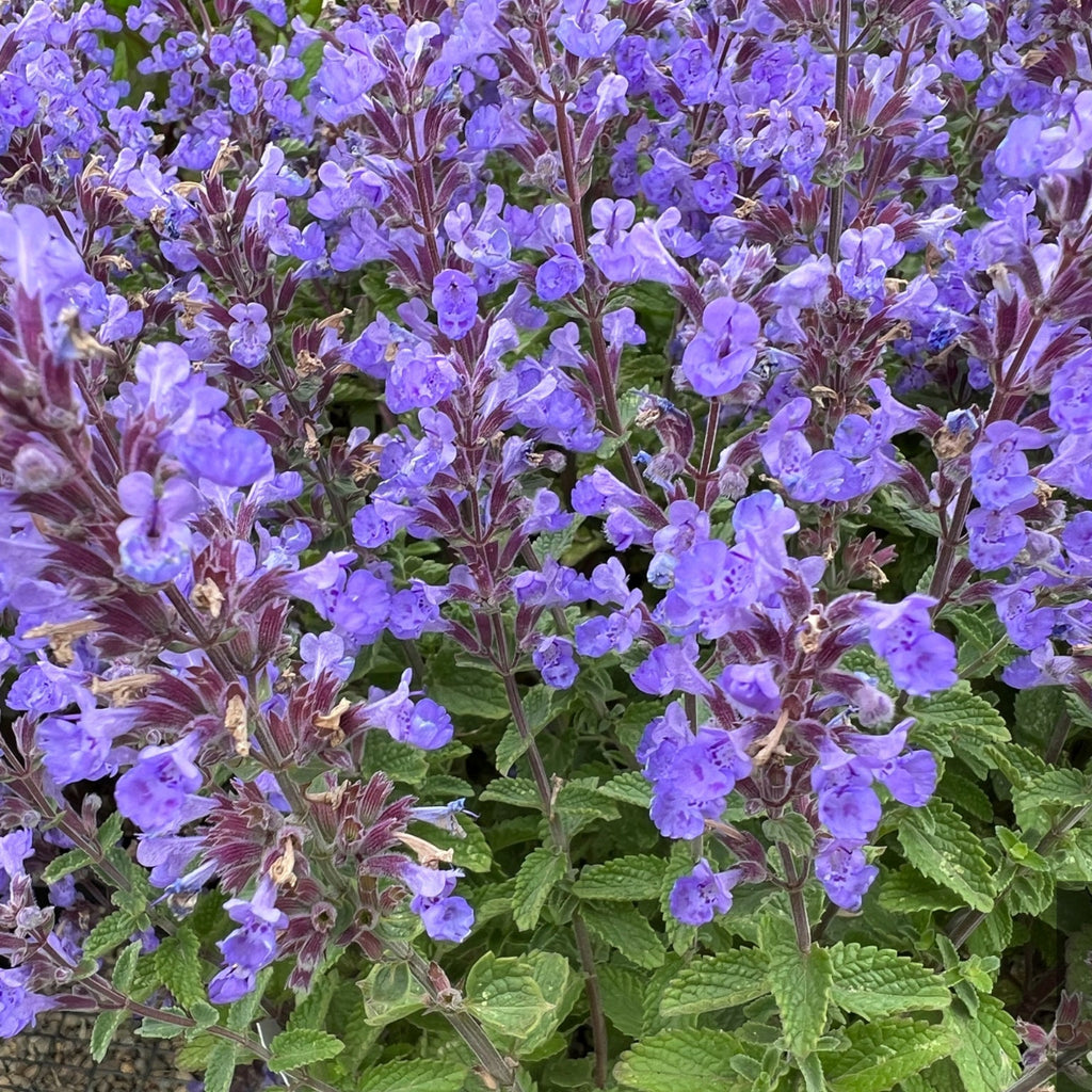 Nepeta faassenii 'Purrsian Blue' PP24788