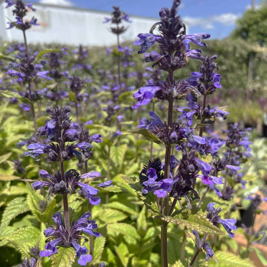 Nepeta kubanica 'Neptune' PP29556