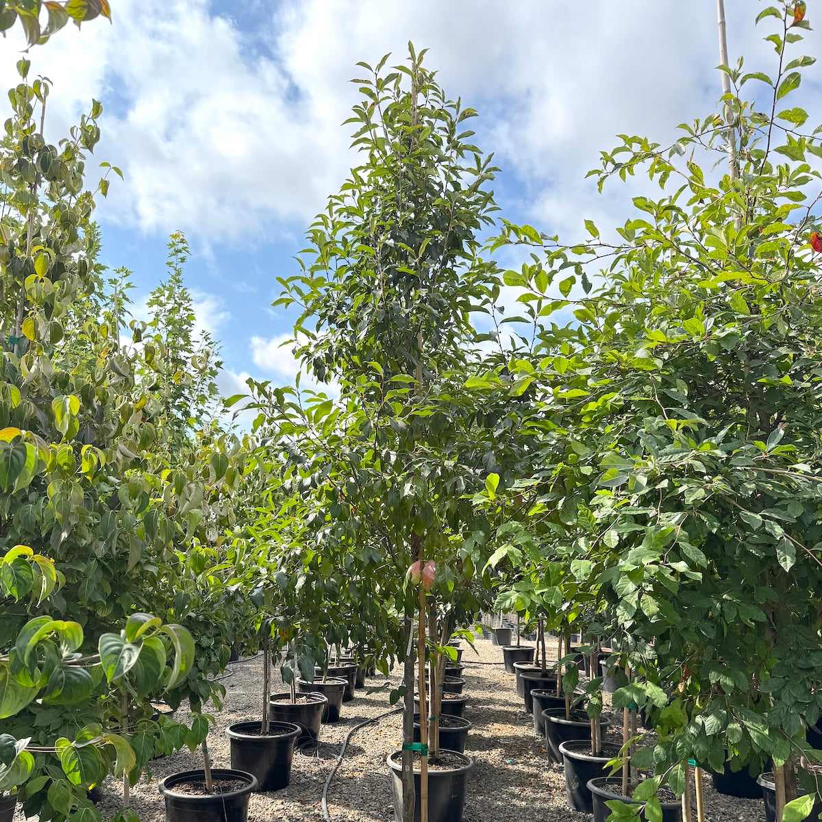 Nyssa sylvatica 'JFS-red' Firestarter®' PP26975