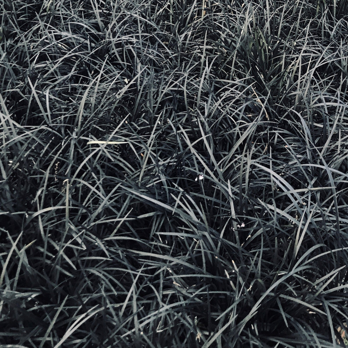 Grass, Ophiopogon plan. 'Black Beard'