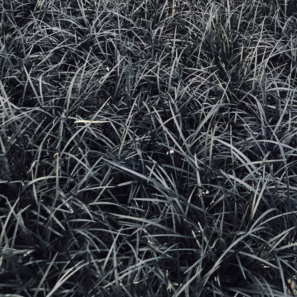 Grass, Ophiopogon plan. 'Black Beard'