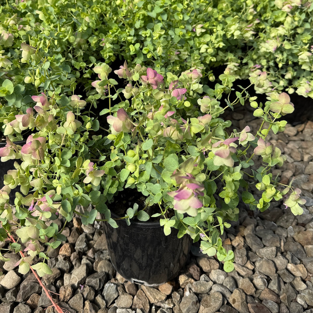 Origanum 'Kent Beauty'