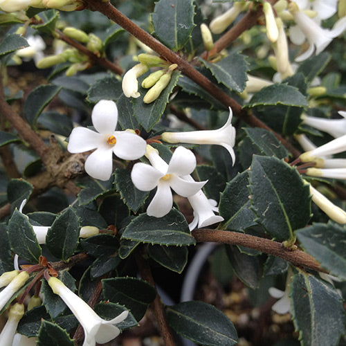Osmanthus delavayi