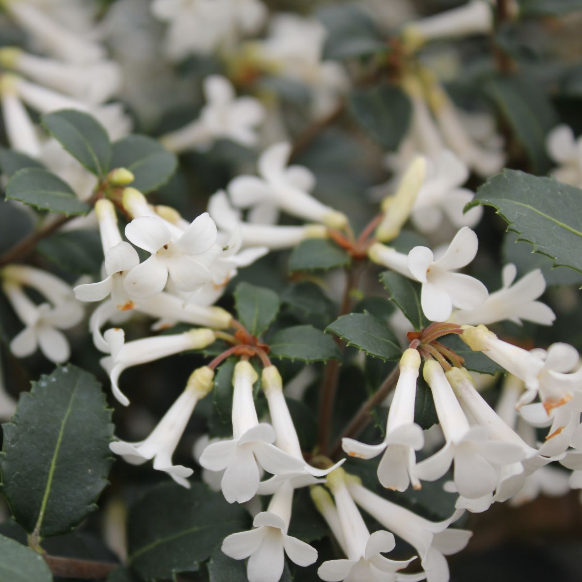 Osmanthus x 'Burkwoodii'