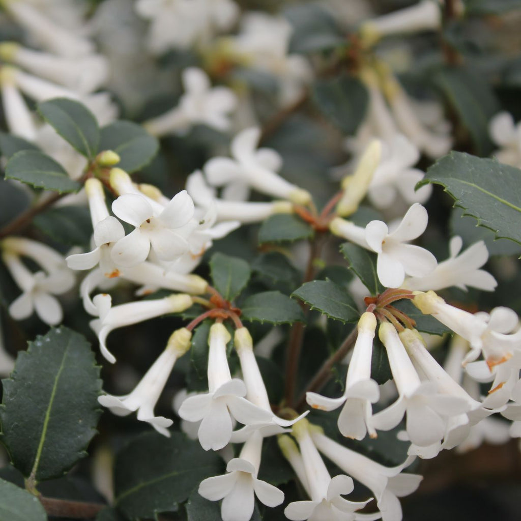 Osmanthus x 'Burkwoodii'