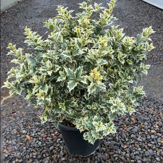 Osmanthus het. 'Variegatus'