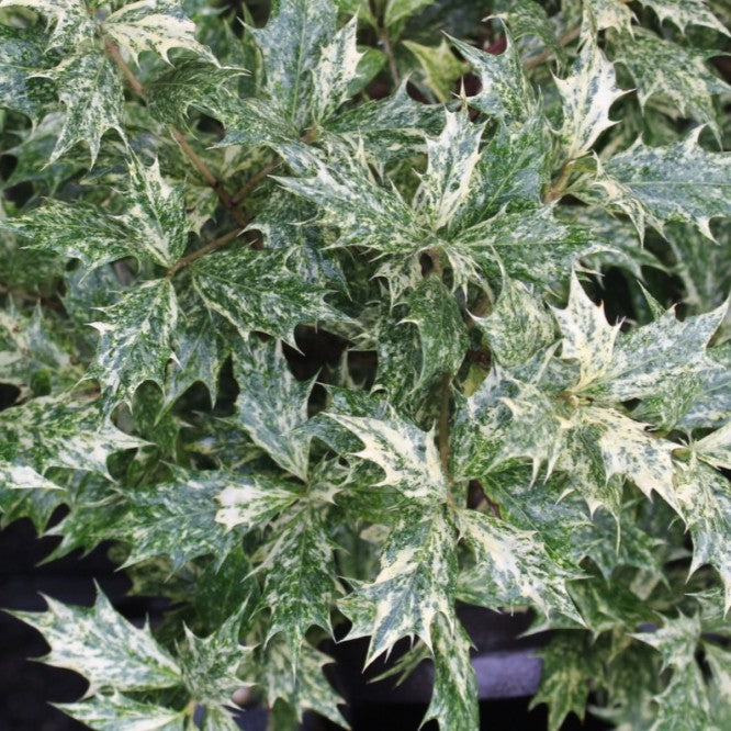 Osmanthus het. 'Goshiki'