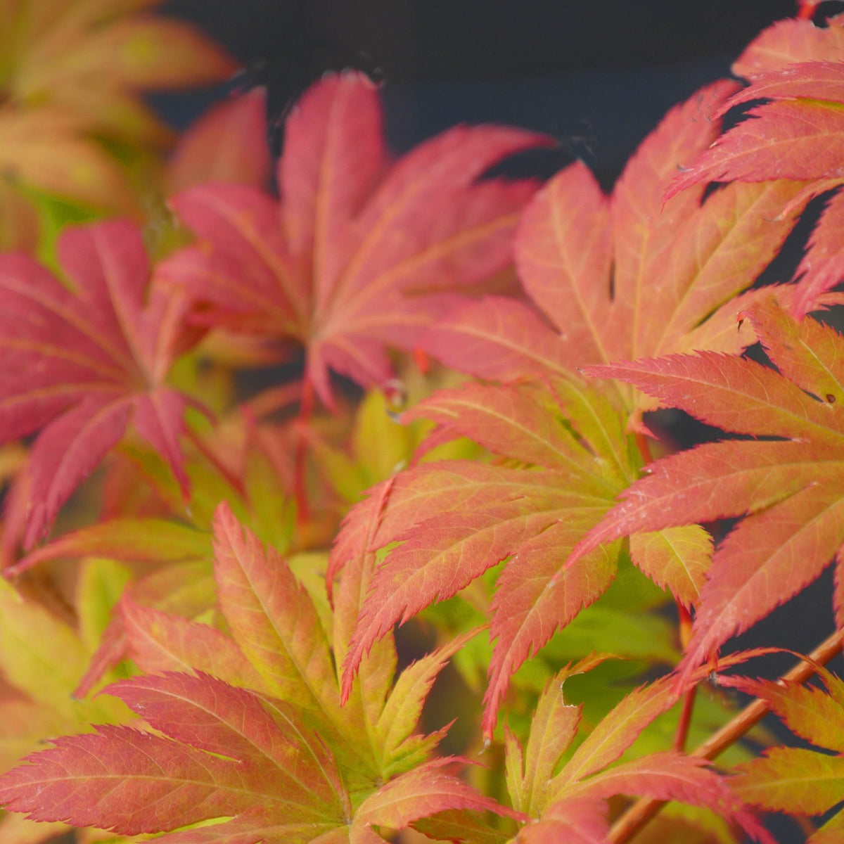 Acer palmatum 'Trompenburg'