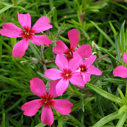 Phlox sub. 'Scarlet Flame' (deep scarlet red)
