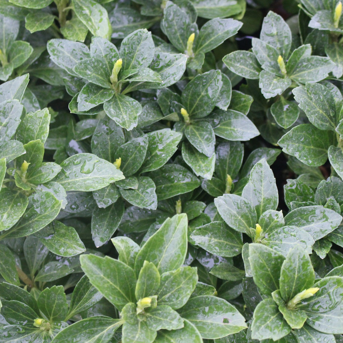 Pachysandra t. 'Green Sheen'
