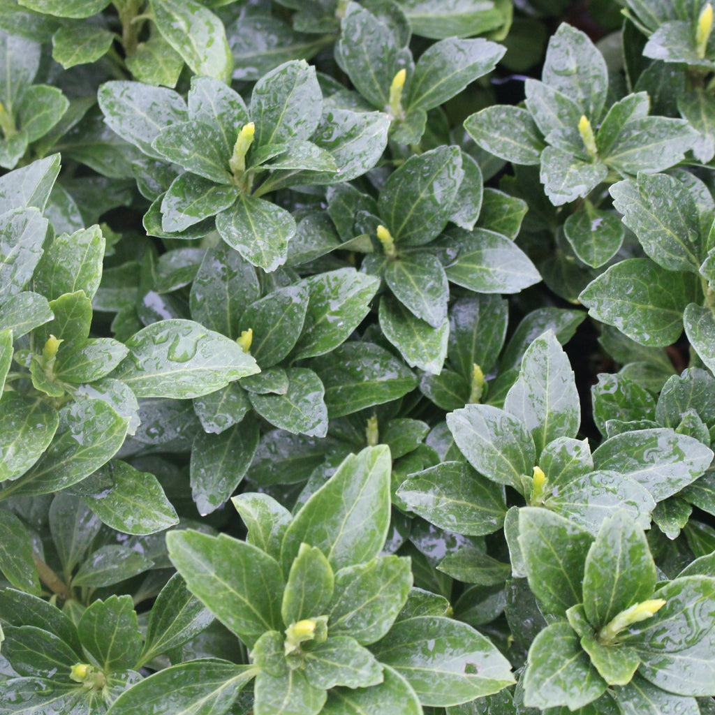 Pachysandra t. 'Green Sheen'